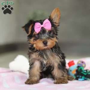 Bella, Yorkie Puppy